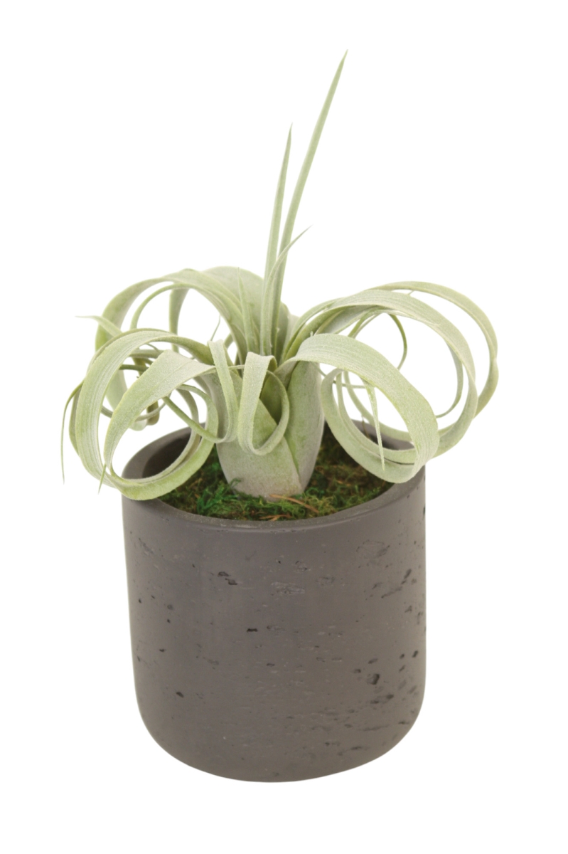 Distinctive Designs 3009 Luxury Artificial Decor Tillandsia Air Plant in Chocolate Pot