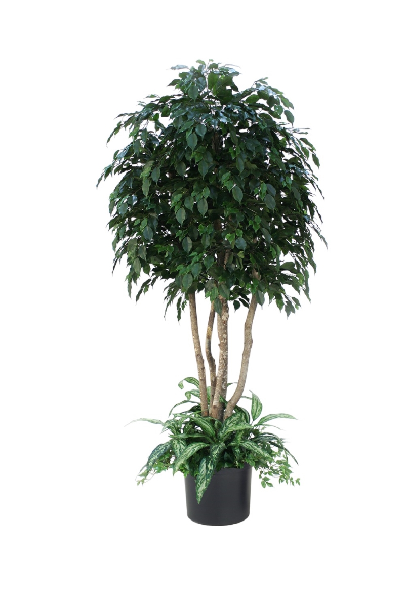 T7638Liner 8' Fan Palm Tree in Black Plastic Nursery Liner