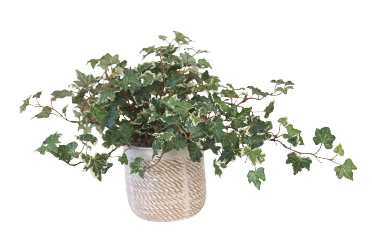 Distinctive Designs 20077 Variegated Mini Ivy in Wheatfield Planter