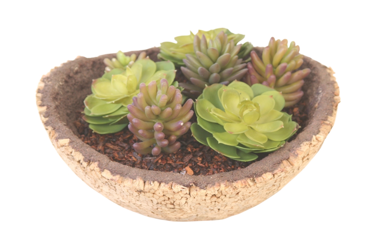 Distinctive Designs 20136 Mixed Succulent Garden in Cork Oval Planter
