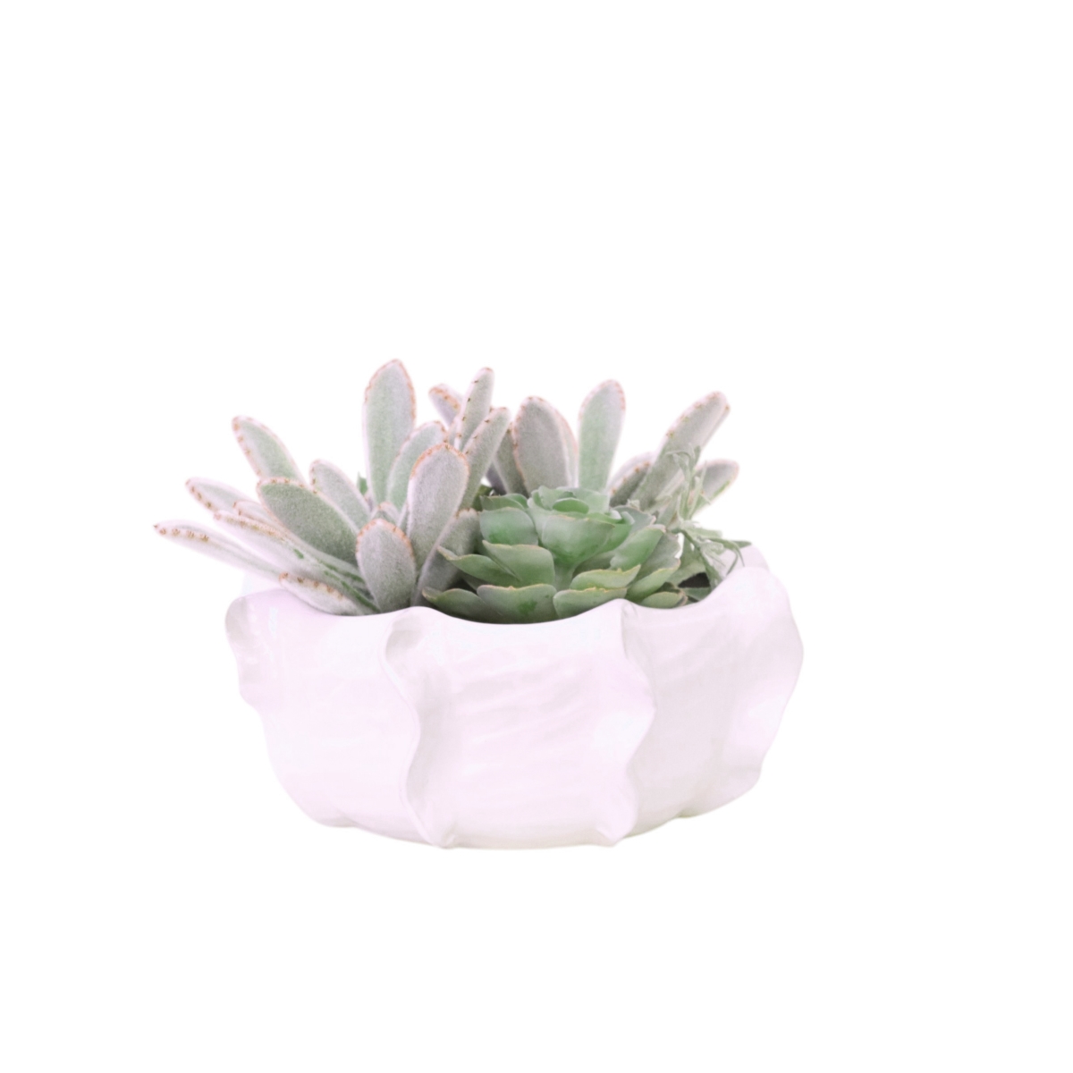 Distinctive Designs 20144 Panda Succulents with Hen & Chicken in Low White Planter