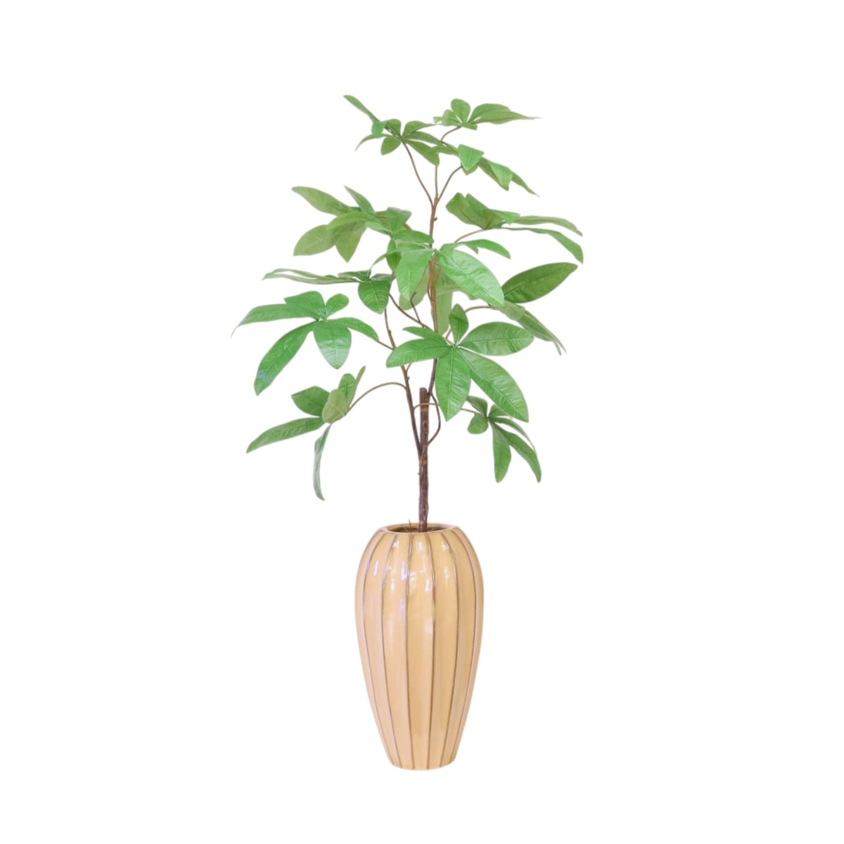 Distinctive Designs 20147 Money Tree in Earthenware Vase