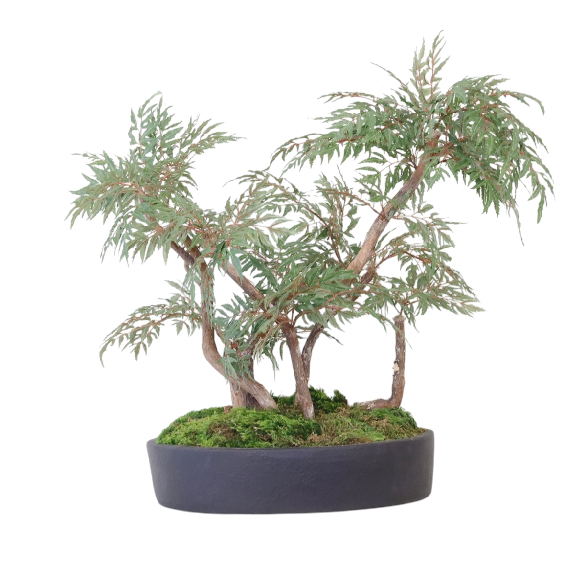 Distinctive Designs 20151 Ming Aralia Bonsai Plant in Oval Planter