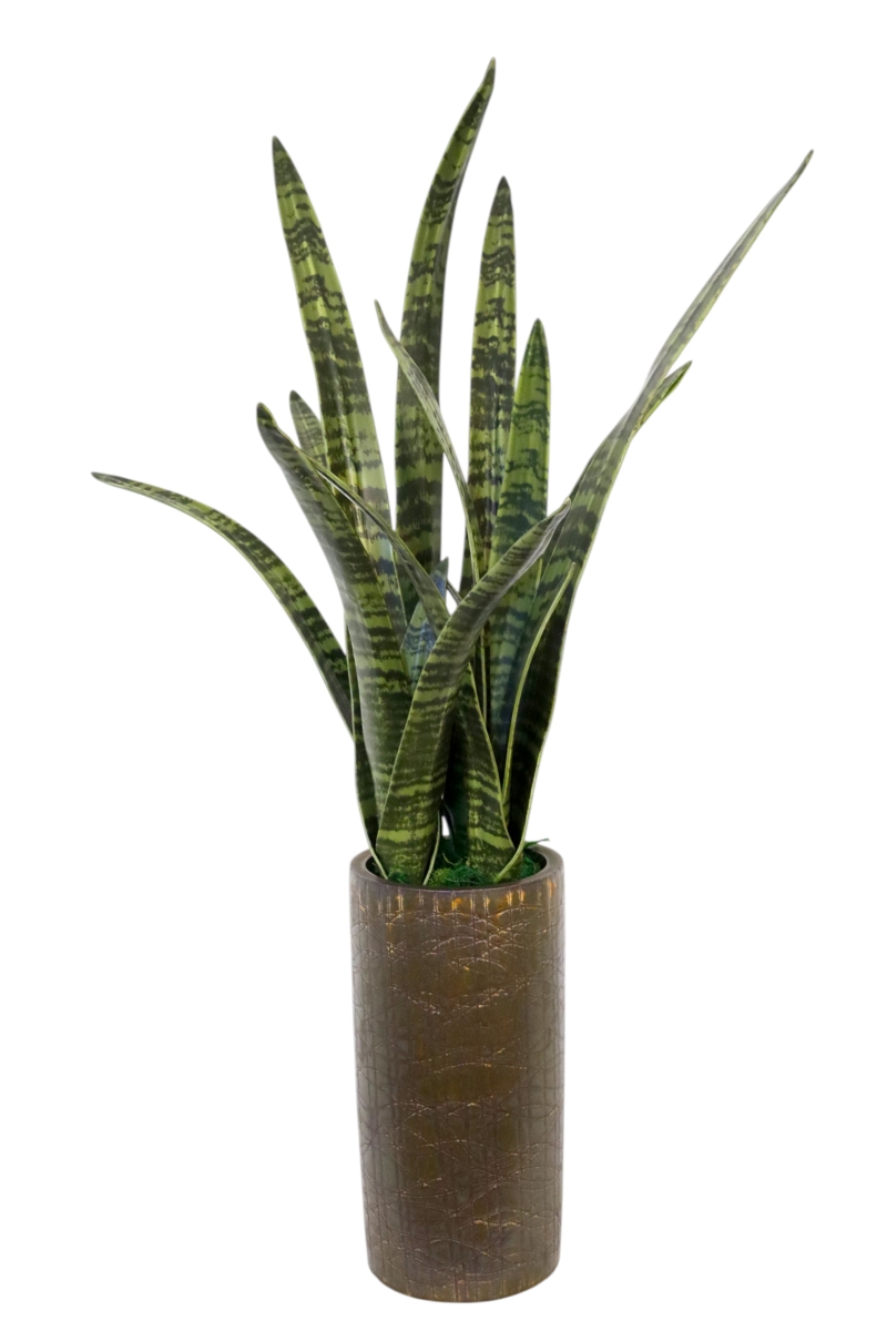 Distinctive Designs 20155 Green Sanseveria Plant in Tall Cylinder Vase