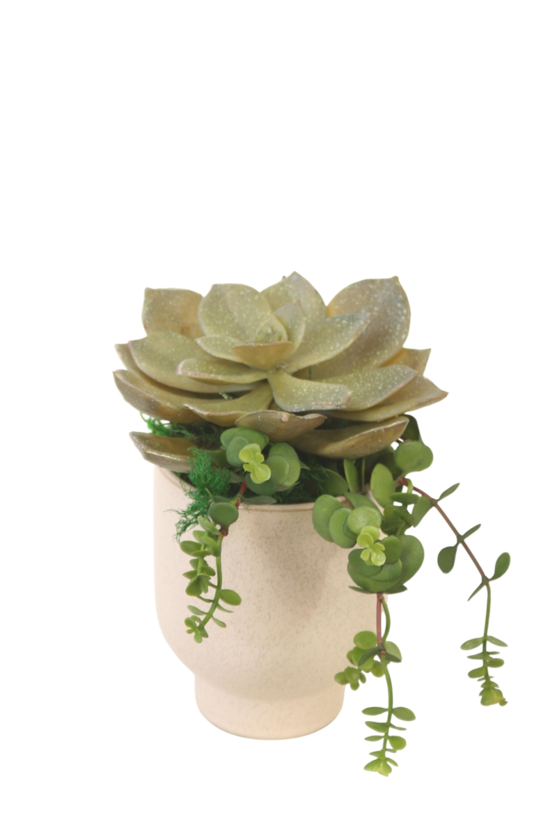Distinctive Designs 20169 Starburst Succulent in Beige Planter