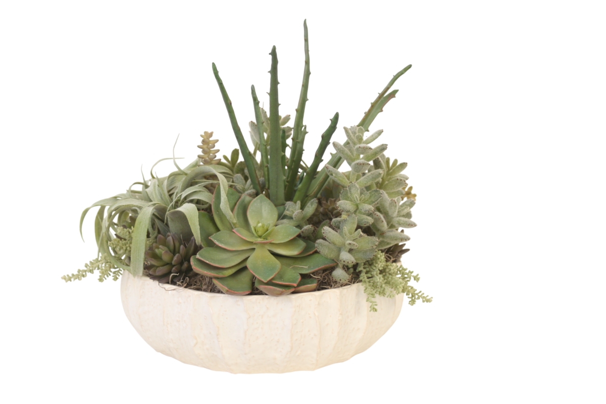 Distinctive Designs 20173 Mixed Succulents in White Bowl with Texture
