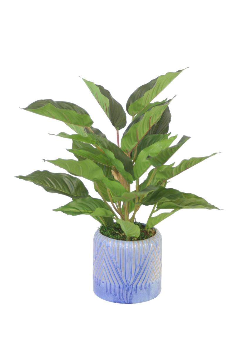 Distinctive Designs 20182 Rohdea Plant in Blue Planter