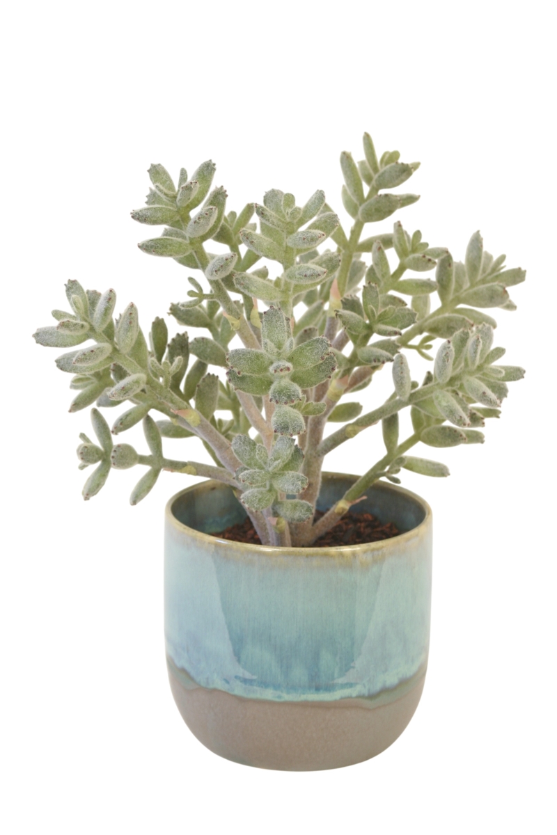 Distinctive Designs 20184 Jade Plant in Turquoise Pot