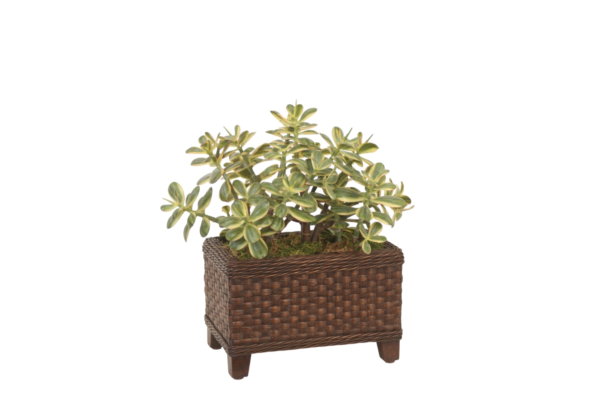 Distinctive Designs 20185 Variegated Jade Plant in Root Planter