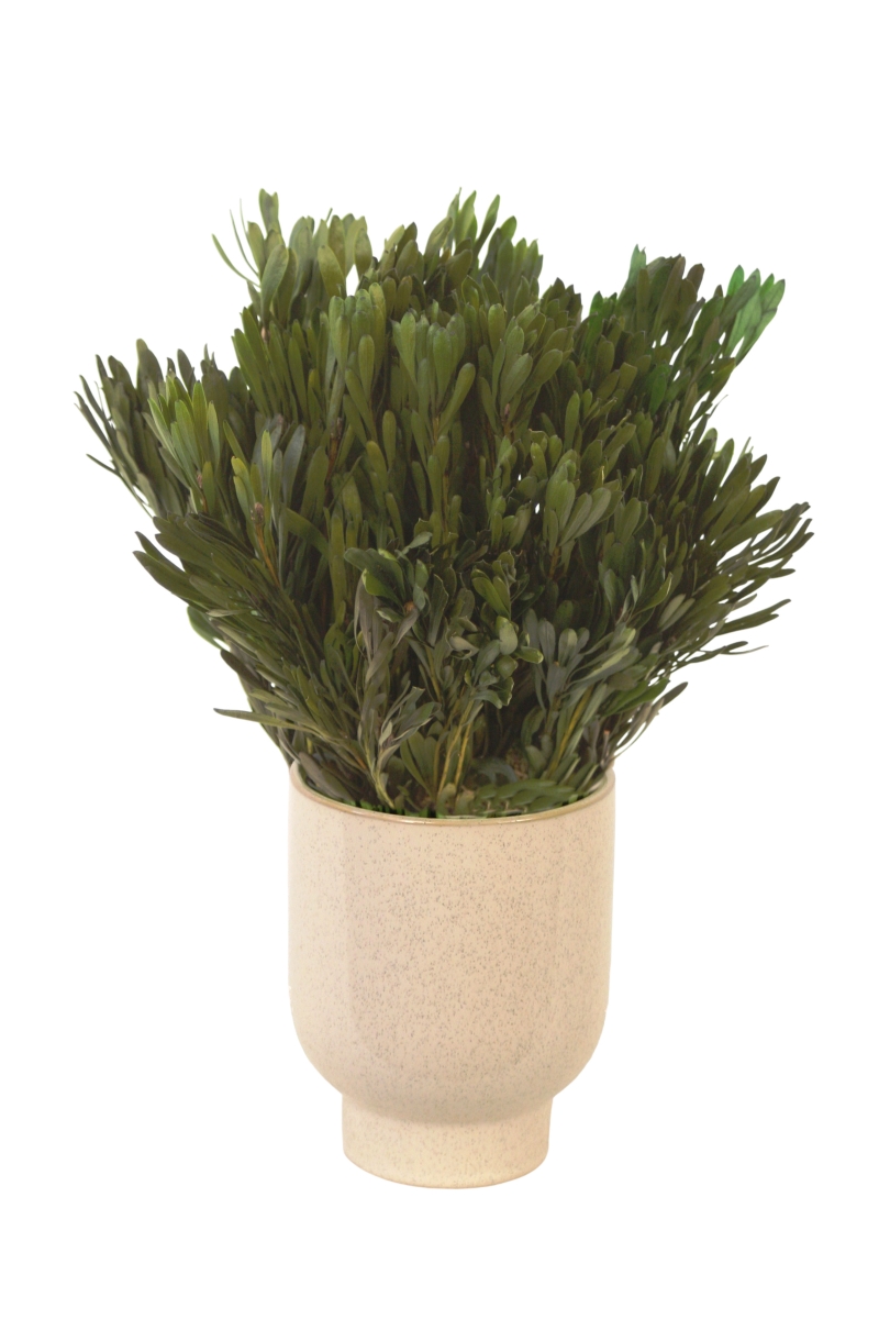 Distinctive Designs 20189 Preserved Greens in Beige Planter
