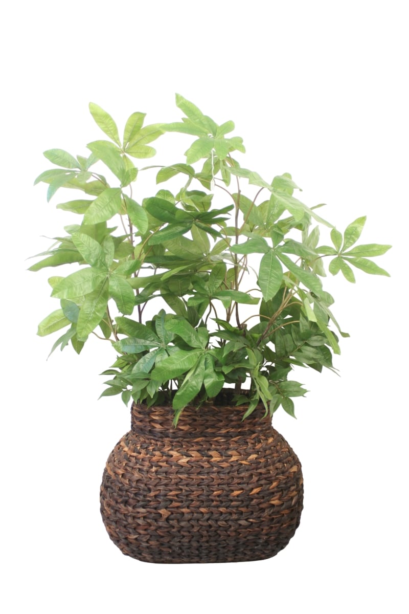 Distinctive Designs 20191 Money Tree in Oval Abaca Basket