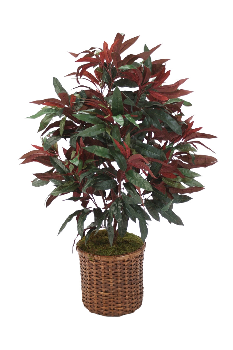 2365A  Capensia Bush Floor Plant in Stained Split Rattan Basket Option