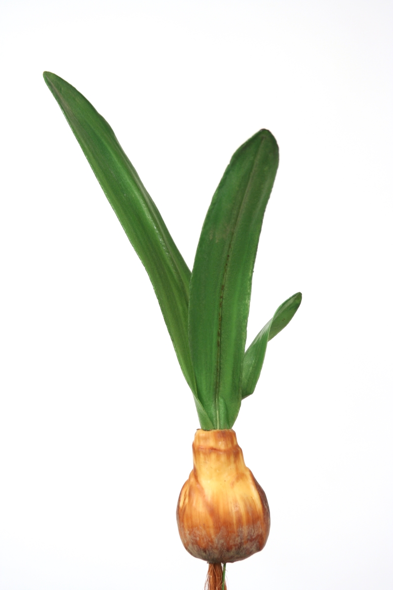 Distinctive Designs DS-7760-NT SM AMARYLLIS BULB W/LEAF/ (Set of 12)