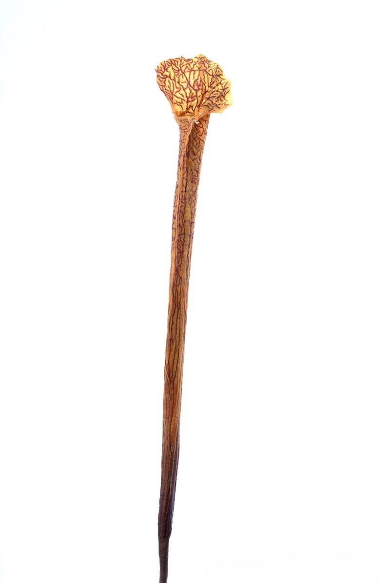 Distinctive Designs DW-1451-NG SMALL SWAMP LILY -NUTMEG/ (Set of 12)