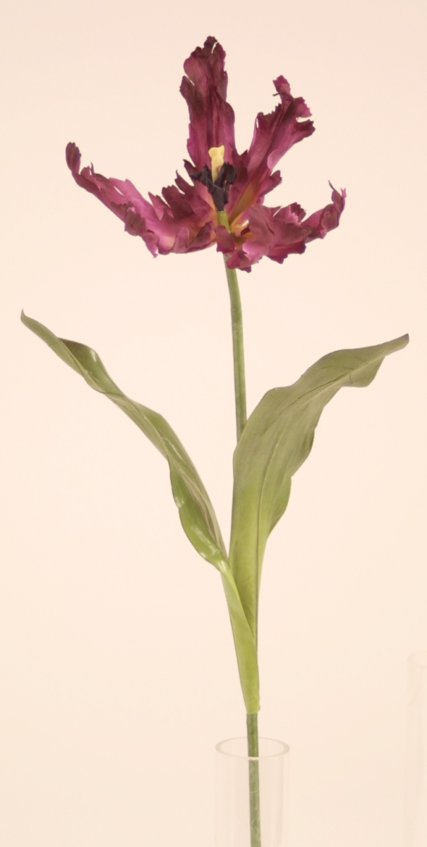 Distinctive Designs DW-1047-AY PARROT TULIP - AMETHYST/ (Set of 12)