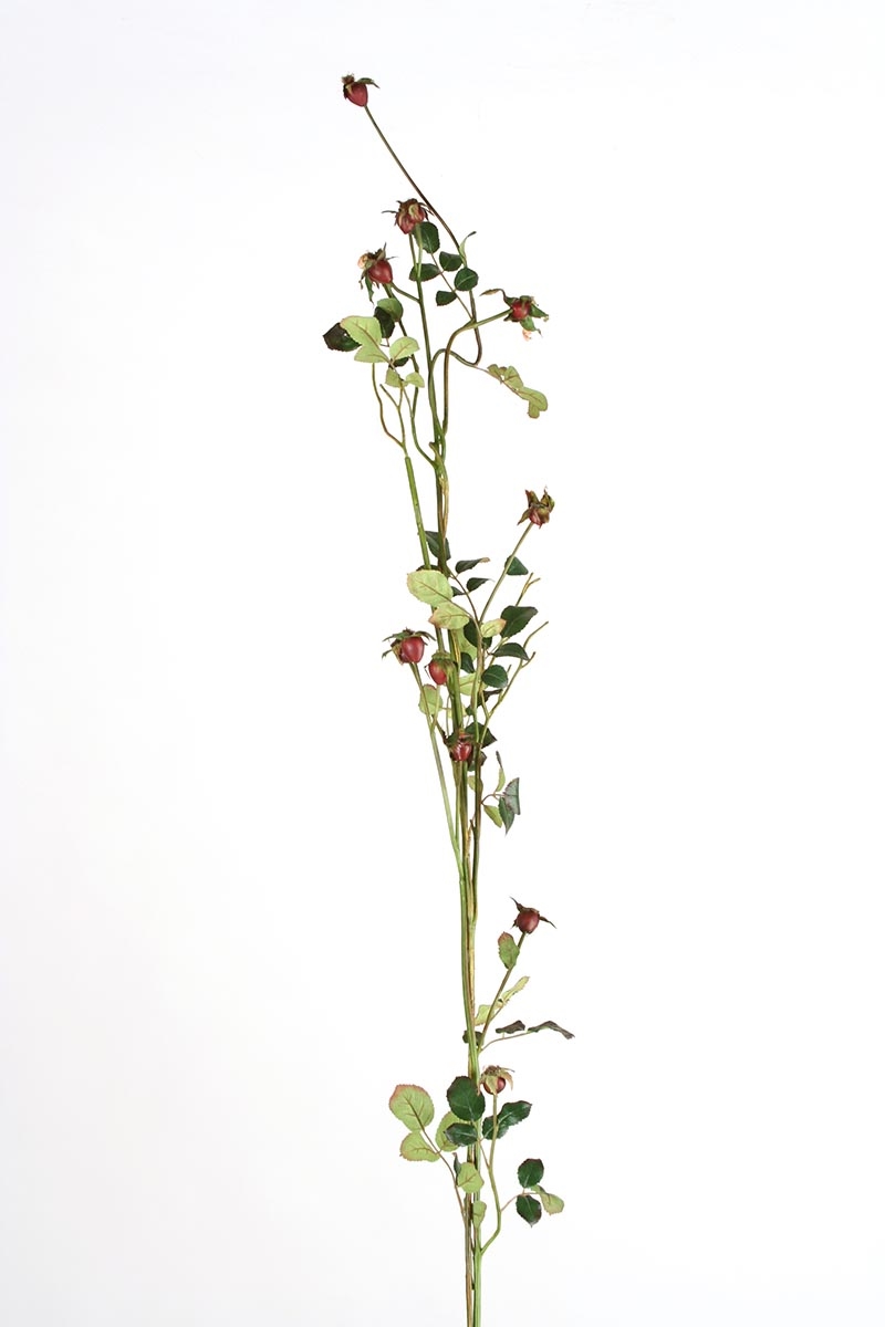 Distinctive Designs DS-98792-BG ROSE HIP VINE/ (Set of 12)