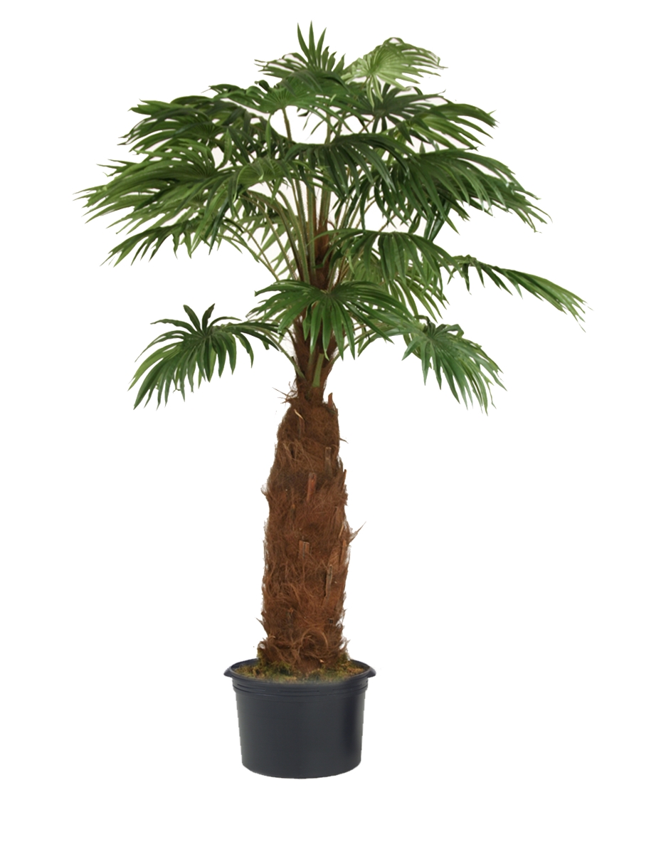 Distinctive Designs DT-1105-8 8'FAN PALM TREE W/PLASTIC POT/ (Set of 1)
