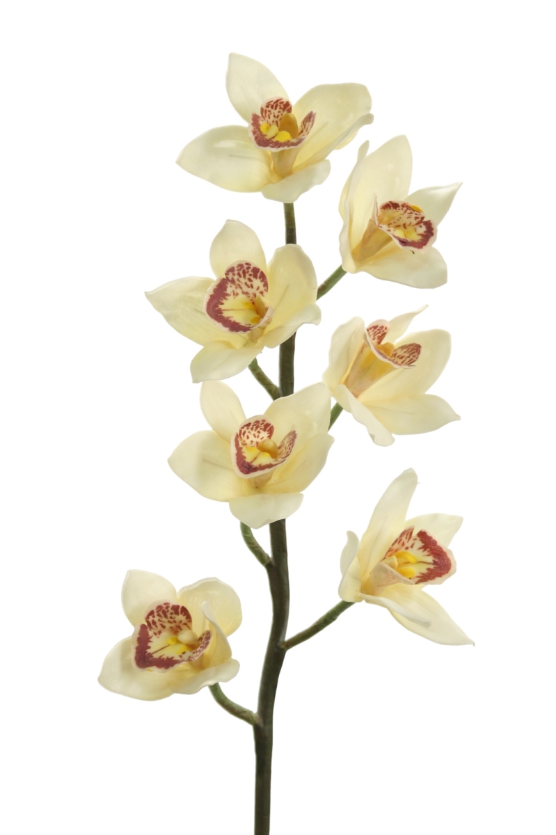 Distinctive Designs DW-1127B-CRWH MD CYMBIDIUM ORCHID/ (Set of 6)