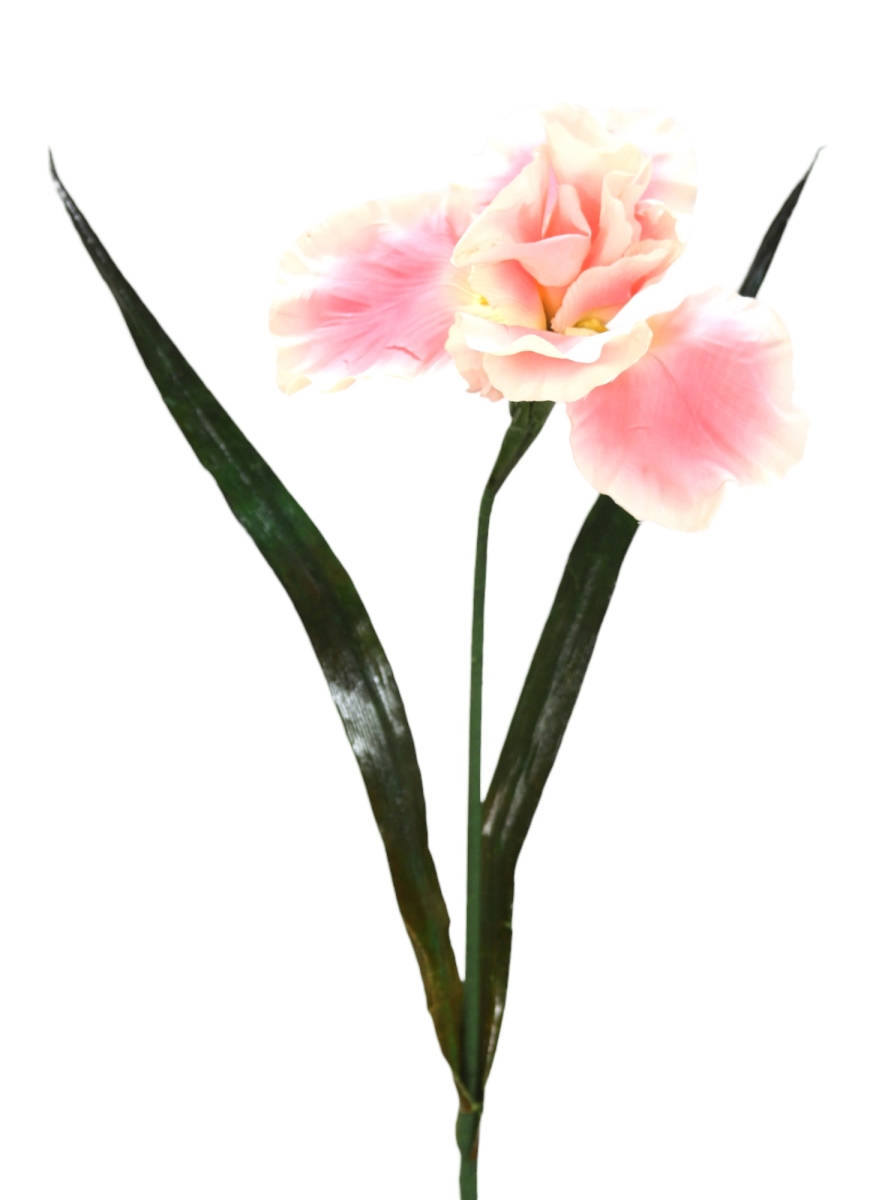 Distinctive Designs DW-1043-CNPK GERMAN IRIS -CANDLT PINK/ (Set of 12)