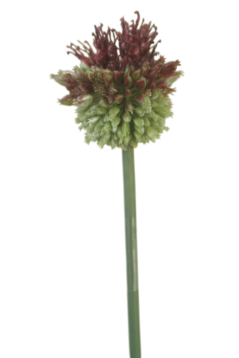 Distinctive Designs DW-408 THISTLE STEM, 28.5'/ (Set of 24)