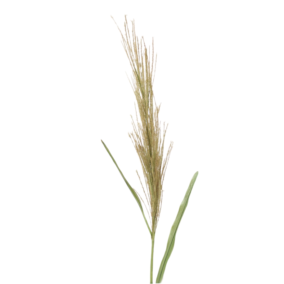 Distinctive Designs DW-1302-GY 53' PAMPAS GRASS/ (Set of 12)
