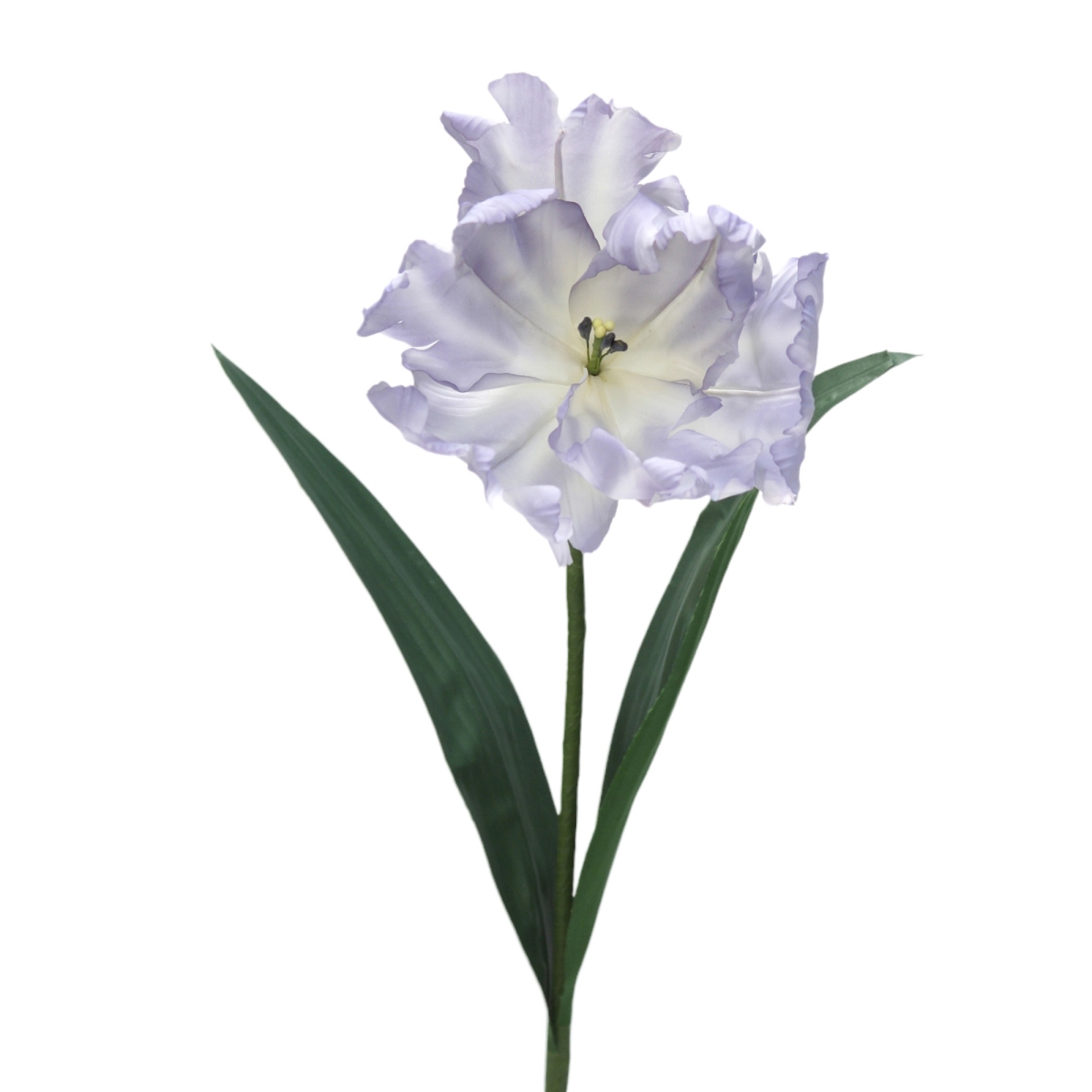 Distinctive Designs DW-853-SFBL TULIP, PARROT/ (Set of 12)