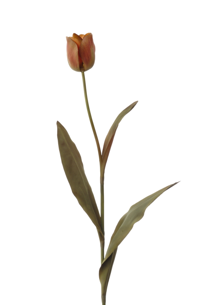 Distinctive Designs DI-498-ANGO 27'DUTCH TULIP X 1/ (Set of 12)
