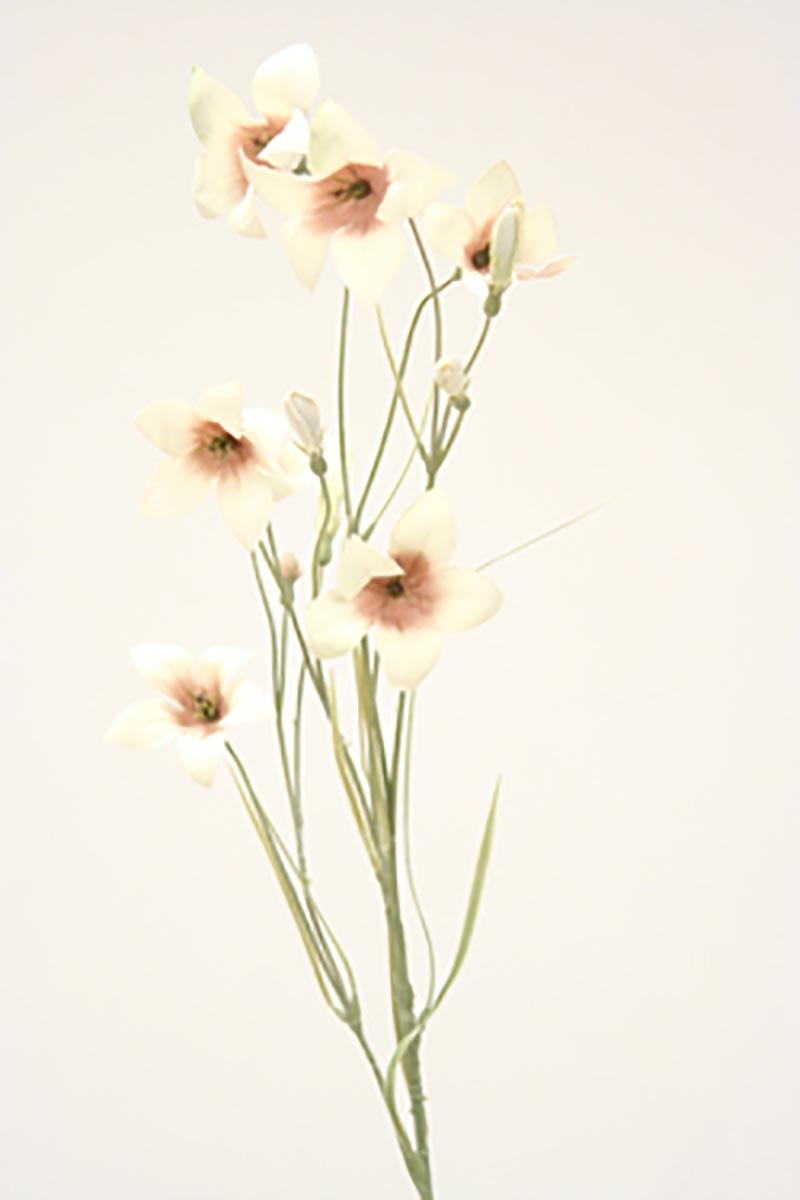 Distinctive Designs DH-447-IV WILD CAMPANULA - IVORY/ (Set of 12)