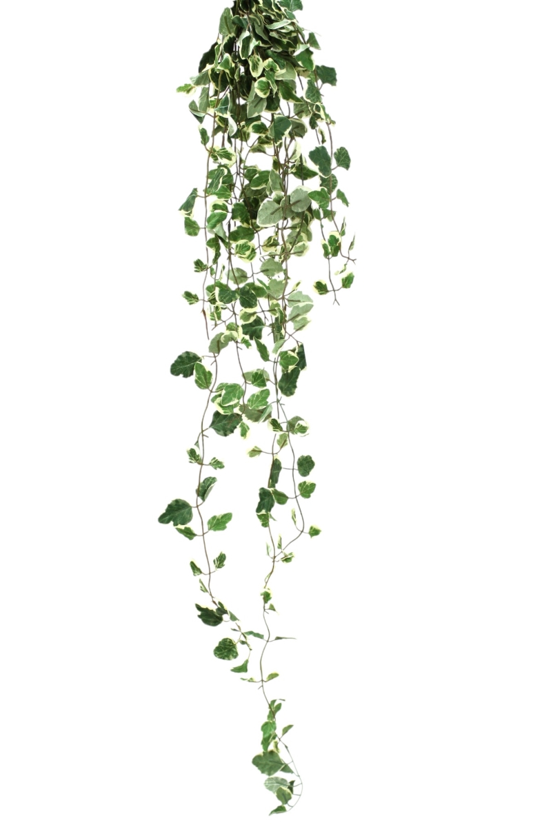 Distinctive Designs DG-168-GRYE VINCA MAJOR X 12/ (Set of 12)