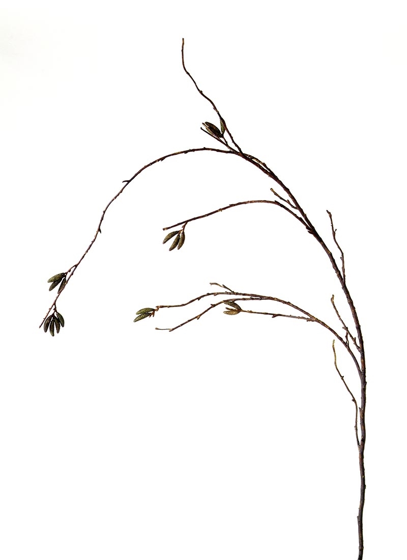 Distinctive Designs DG-803-BW 45'CORYLUS X 2 (MONKEY PAWS)/ (Set of 12)