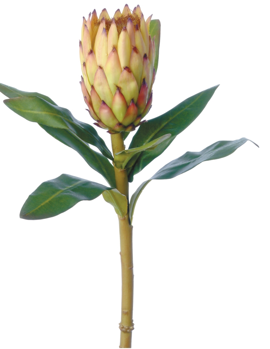 Distinctive Designs DW-410-TA 33' MEDIUM PROTEA/ (Set of 12)