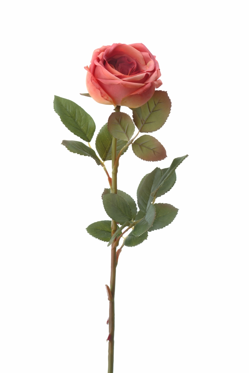 Distinctive Designs DI-722-ANMA MED SINGLE CLOSED CABBAGE ROSE/ (Set of 12)