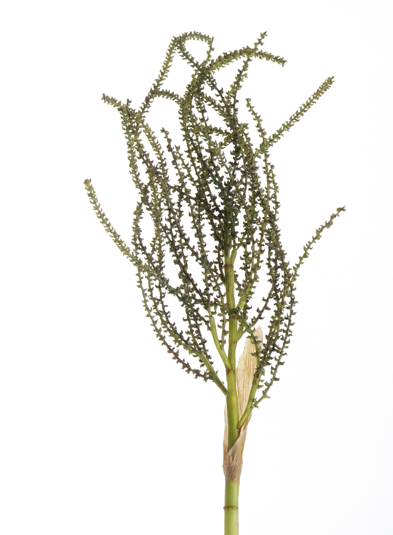 Distinctive Designs DI-610-GR 33'SMALL PALM SEED SPRAY/ (Set of 4)