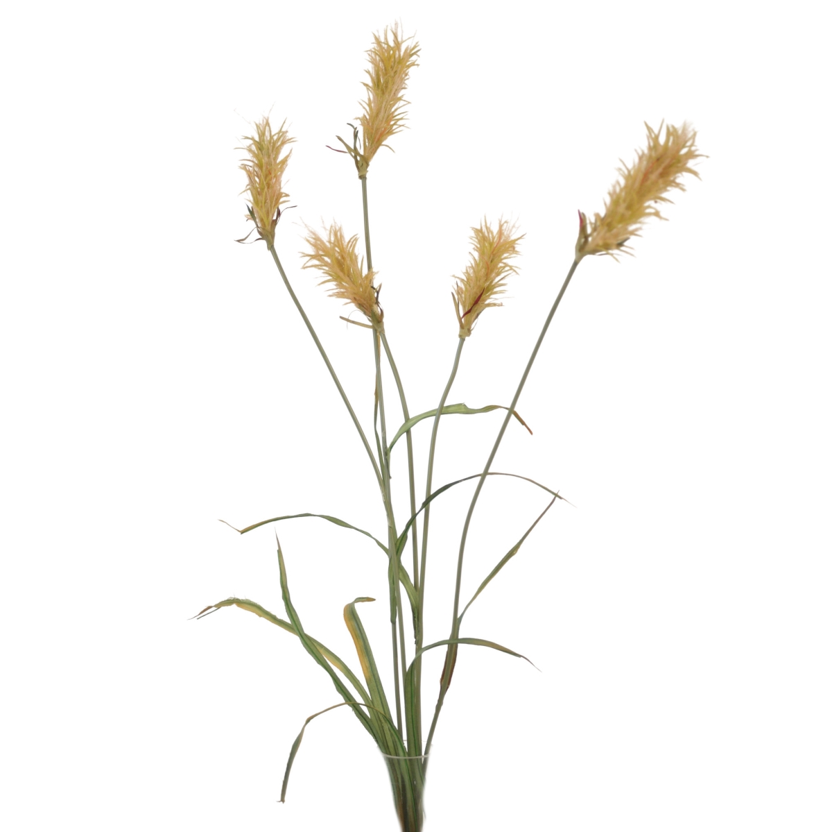 Distinctive Designs DG-172-ROGR THISTLE (PAMPAS GRASS)/ (Set of 12)