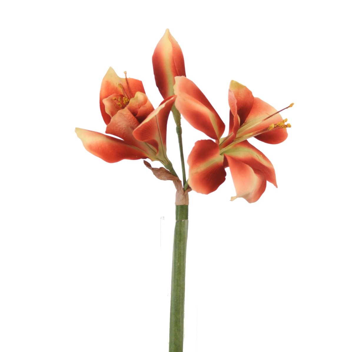 Distinctive Designs DW-1017-RUGO AMARYLLIS - RUST GOLD/ (Set of 6)