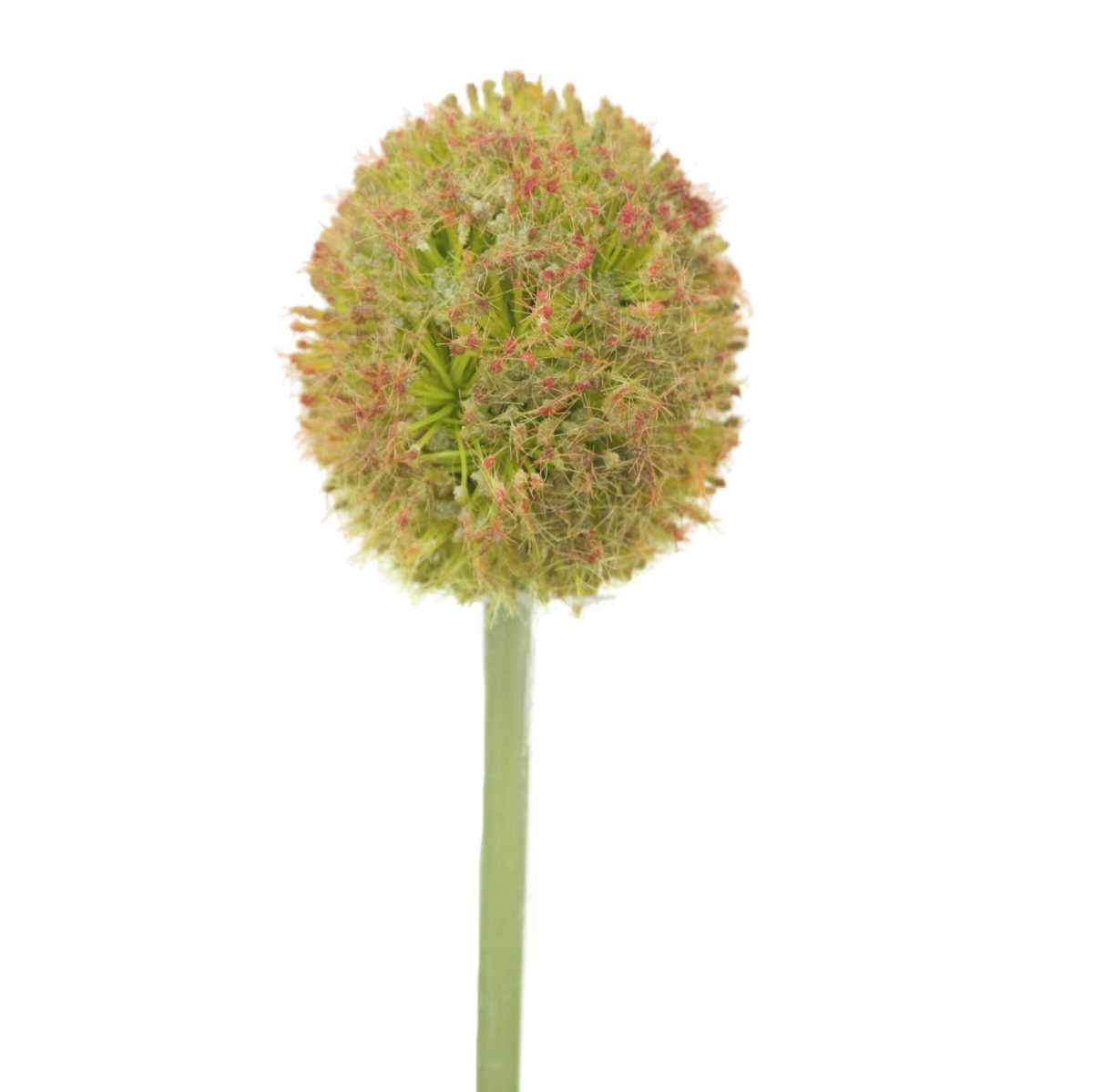 Distinctive Designs DJ-868-RDGR ALLIUM SPRAY - RED GREEN/ (Set of 24)