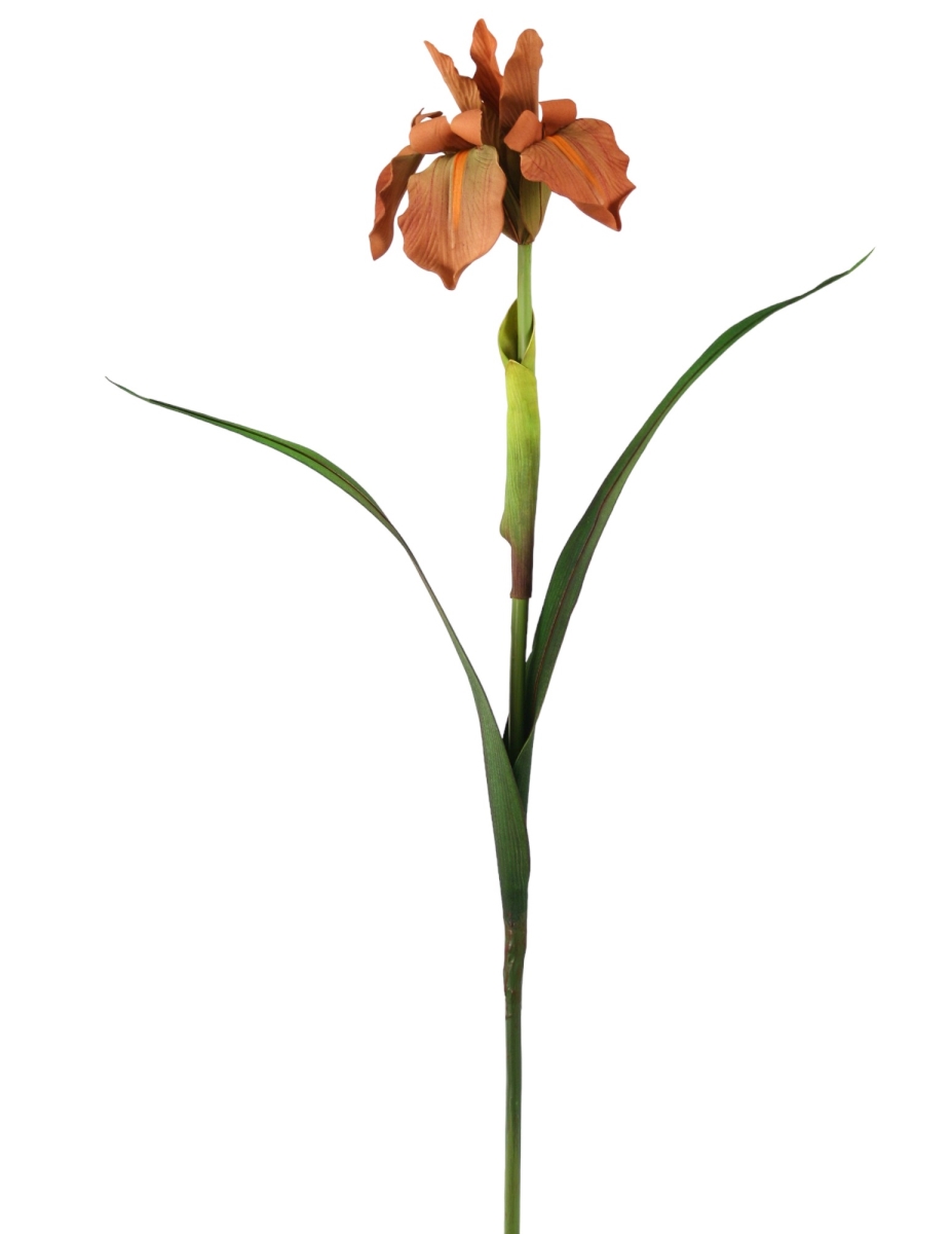 DI-627-MERU Iris - Melon Rust (Set of 12)