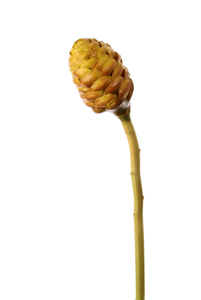 DW-404-GO 19.5' PLASTIC HONEYCOMB (Set of 12)