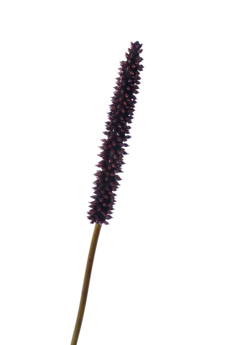 DG-239 33' PLASTIC CIERUS STALK BROWN  (Set of 6)