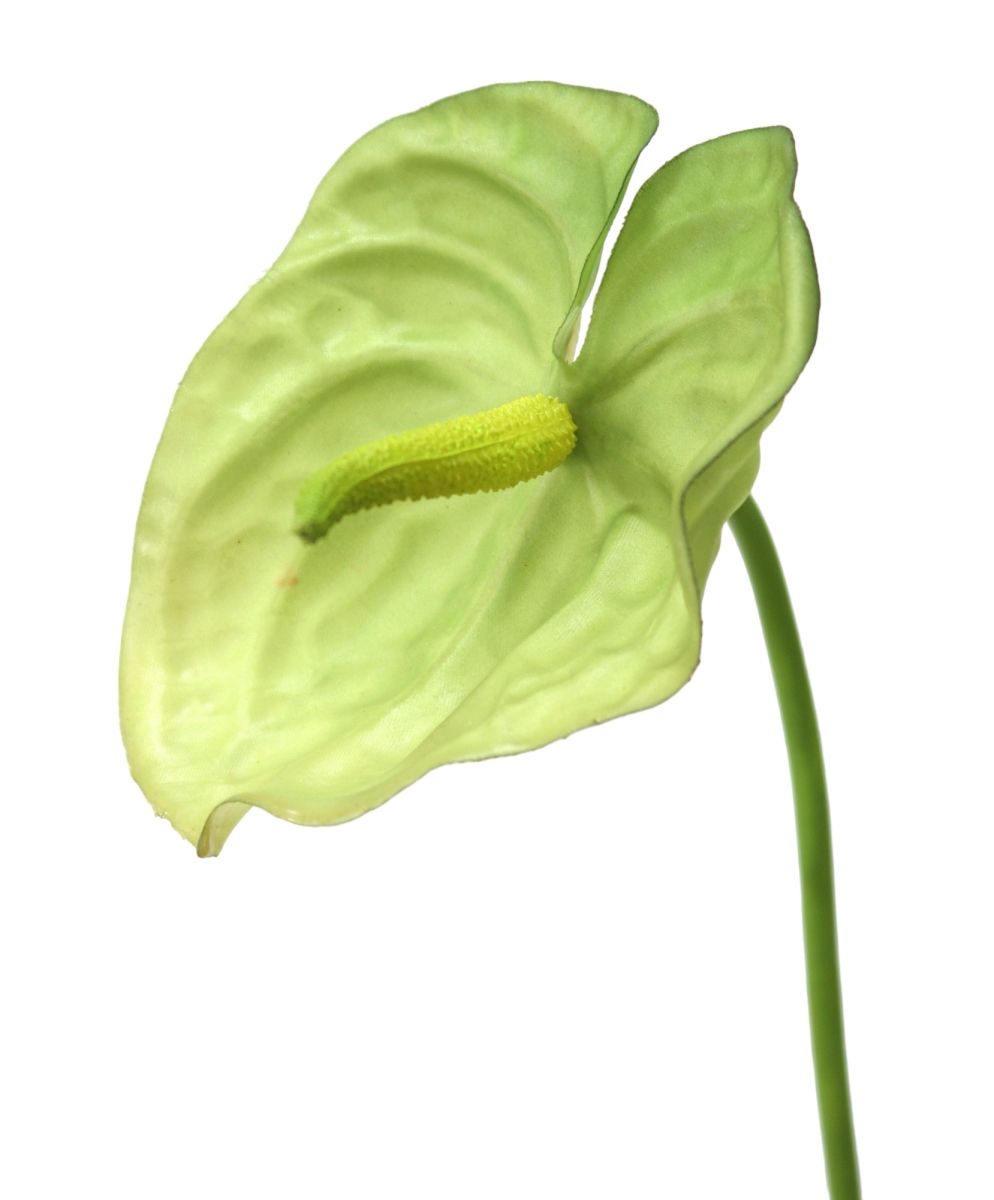 DH-586-GR Green Anthurium Spray- 31' (Set of 12)