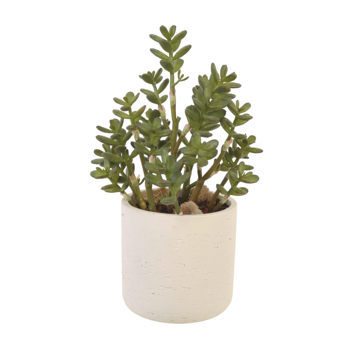 3010A Green Jade Plant in White Stone Planter