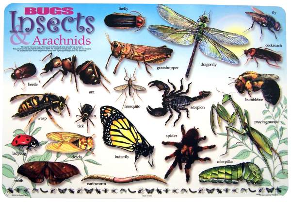 Picture of Painless Learning BUG-1 Bugs &amp; Insects Placemat - Pack of 4