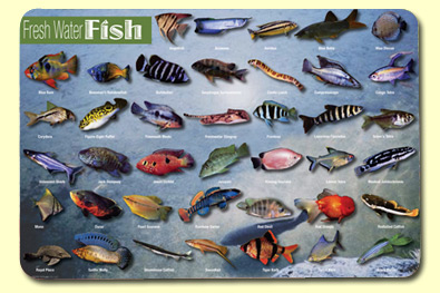 Picture of Painless Learning FWF-1 Freshwater Fish Placemat - Pack of 4
