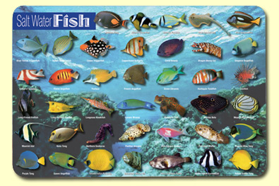 Picture of Painless Learning SWF-1 Saltwater Fish Placemat - Pack of 4