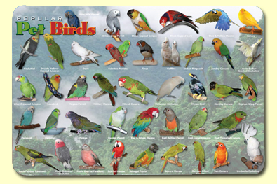 Picture of Painless Learning BIR-1 Popular Birds Placemat - Pack of 4