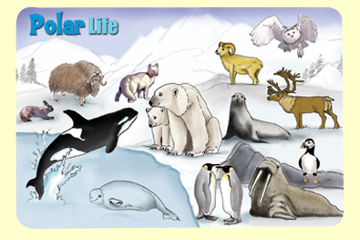Picture of Painless Learning POL-1 Polar Life Placemat - Pack of 4