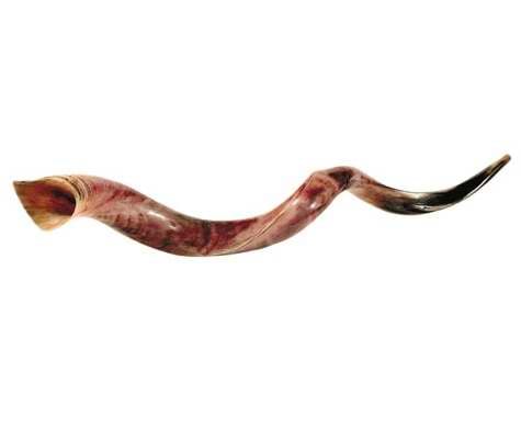Picture of Holy Land Gifts 004879 Yemenite - Jumbo Shofar