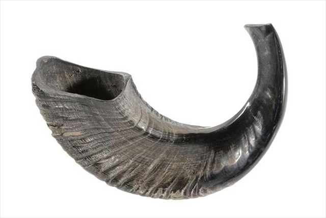 4876 Shofar Rams Horn Cc 13 In. 14 In.