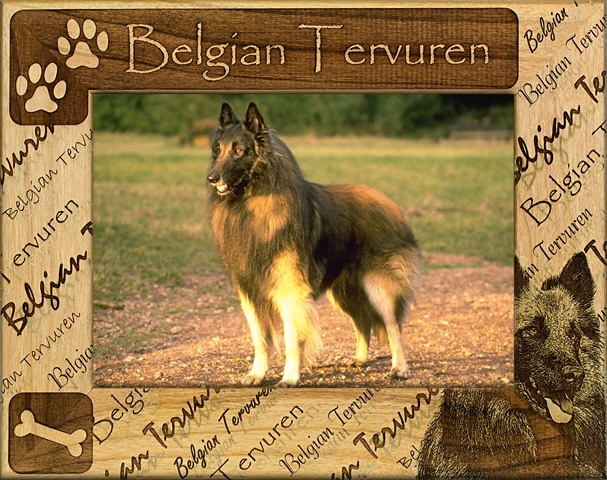 Giftworks Plus DBA0020 Belgian Tervuren, Alder Wood Frame, 3.5 x 5 In
