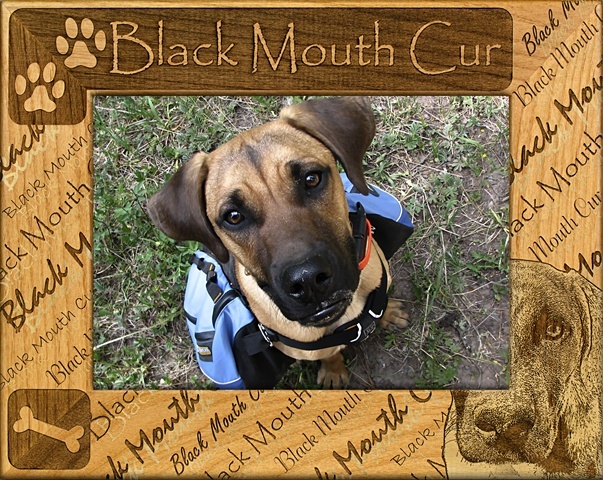 Picture of Giftworks Plus DBA0024 Black Mouth Cur- Alder Wood Frame- 3.5 x 5 In